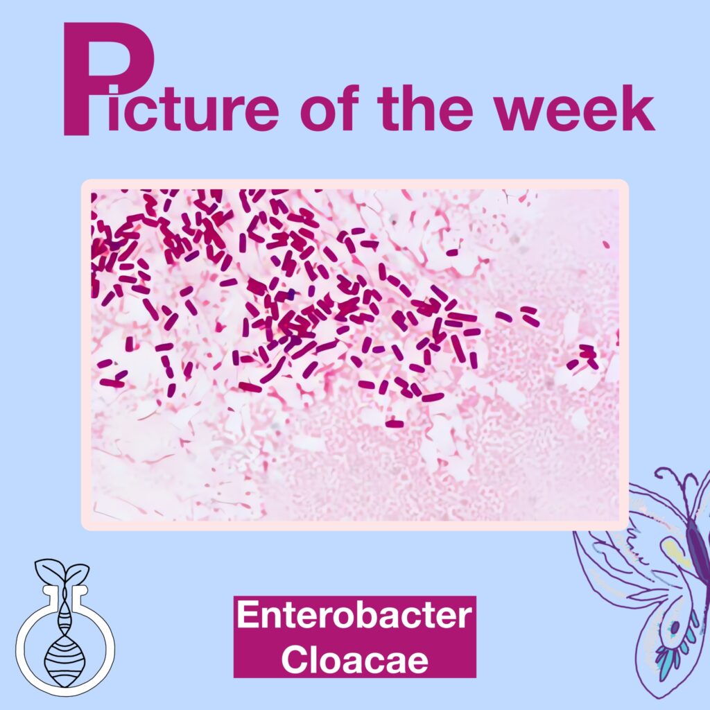 Enterobacter Cloacae