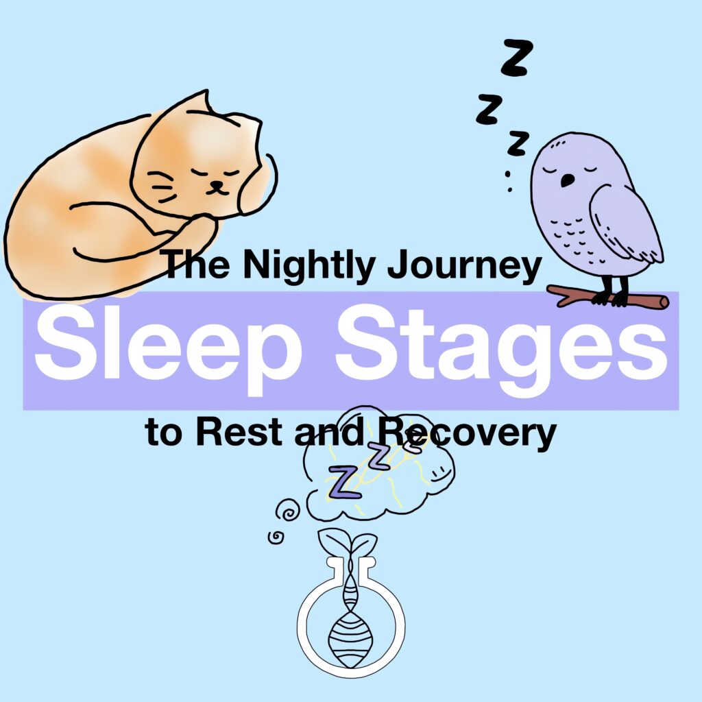 Sleep Stages: The Nightly Journey to Rest and Recovery