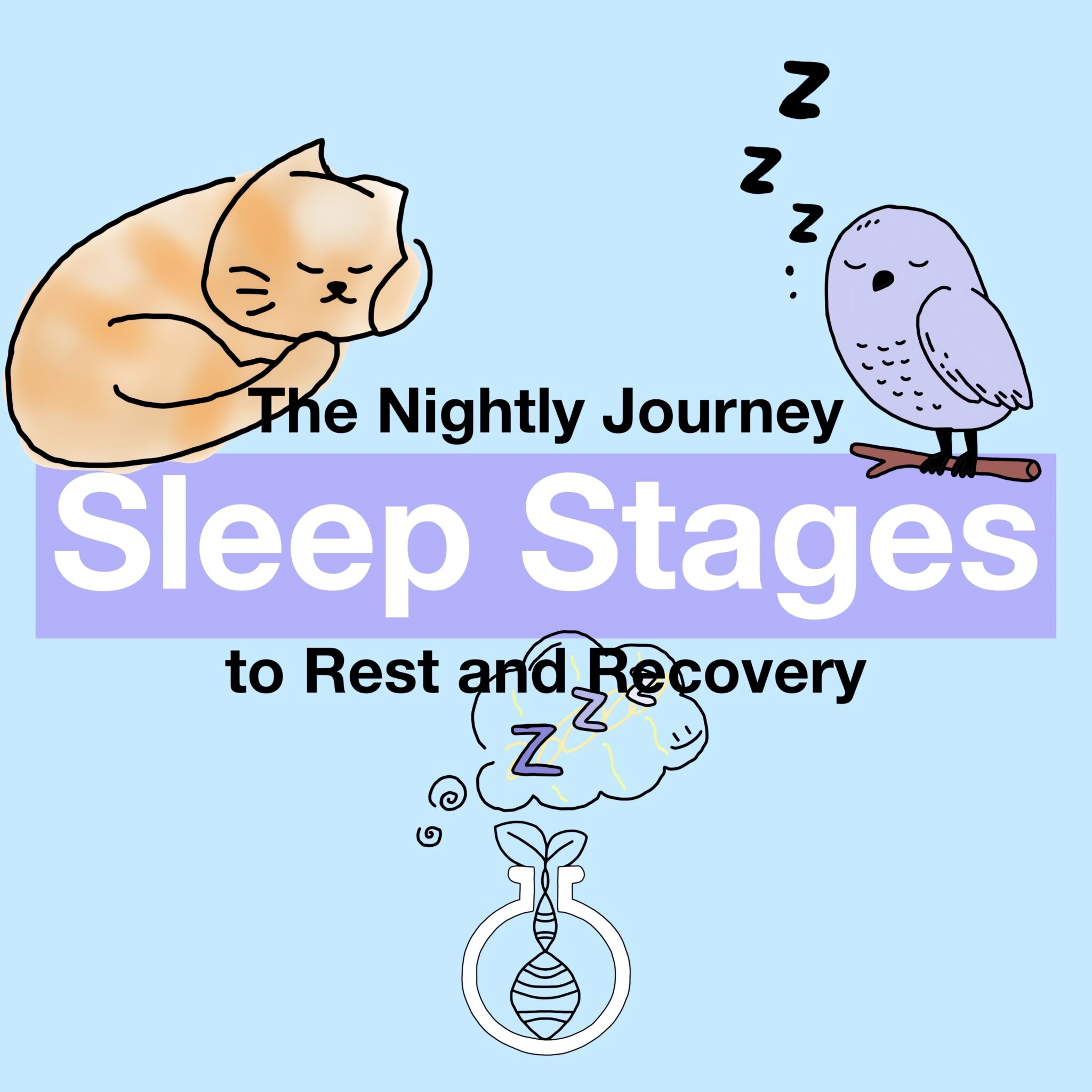 Sleep Stages