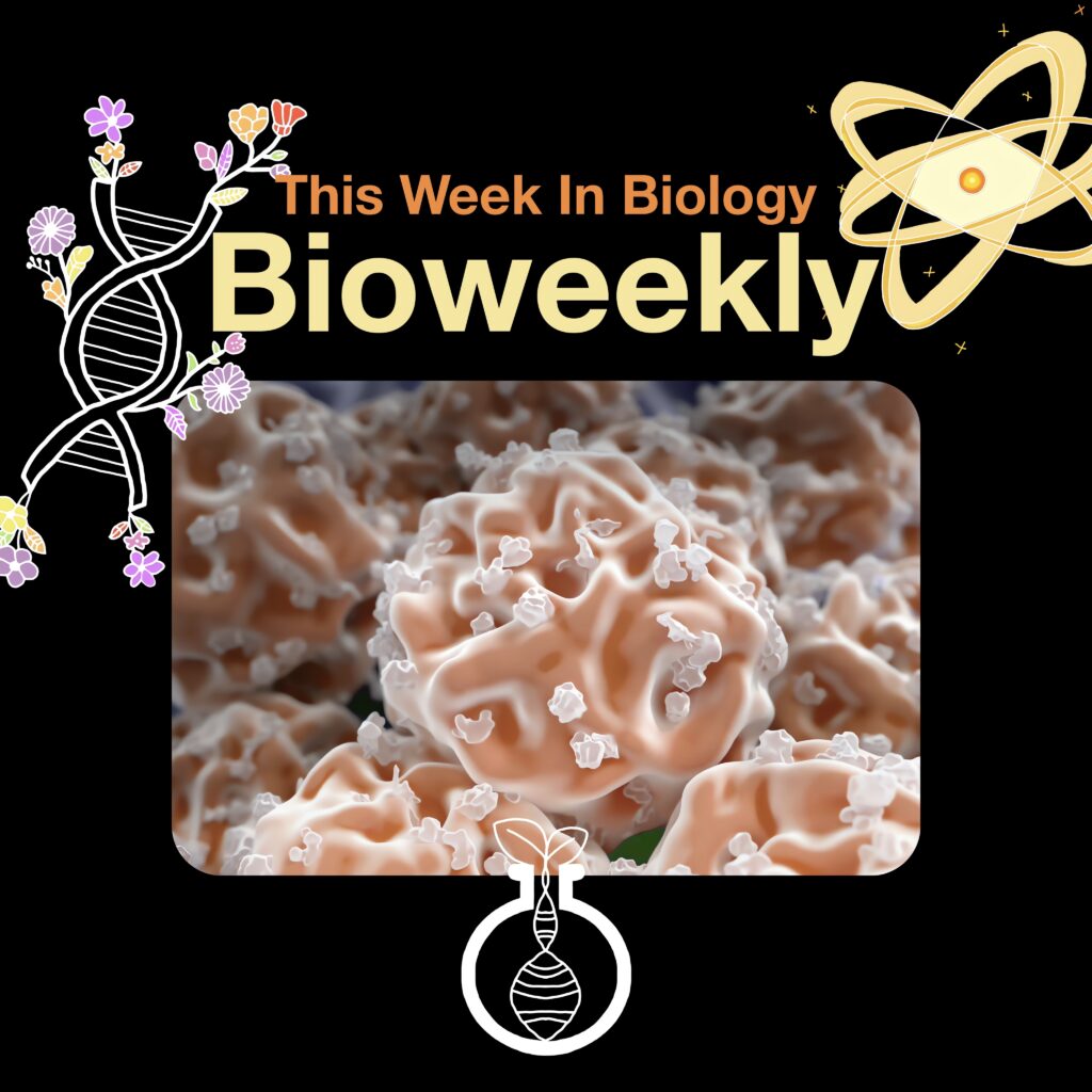 Bioweekly – EndoMac Cells