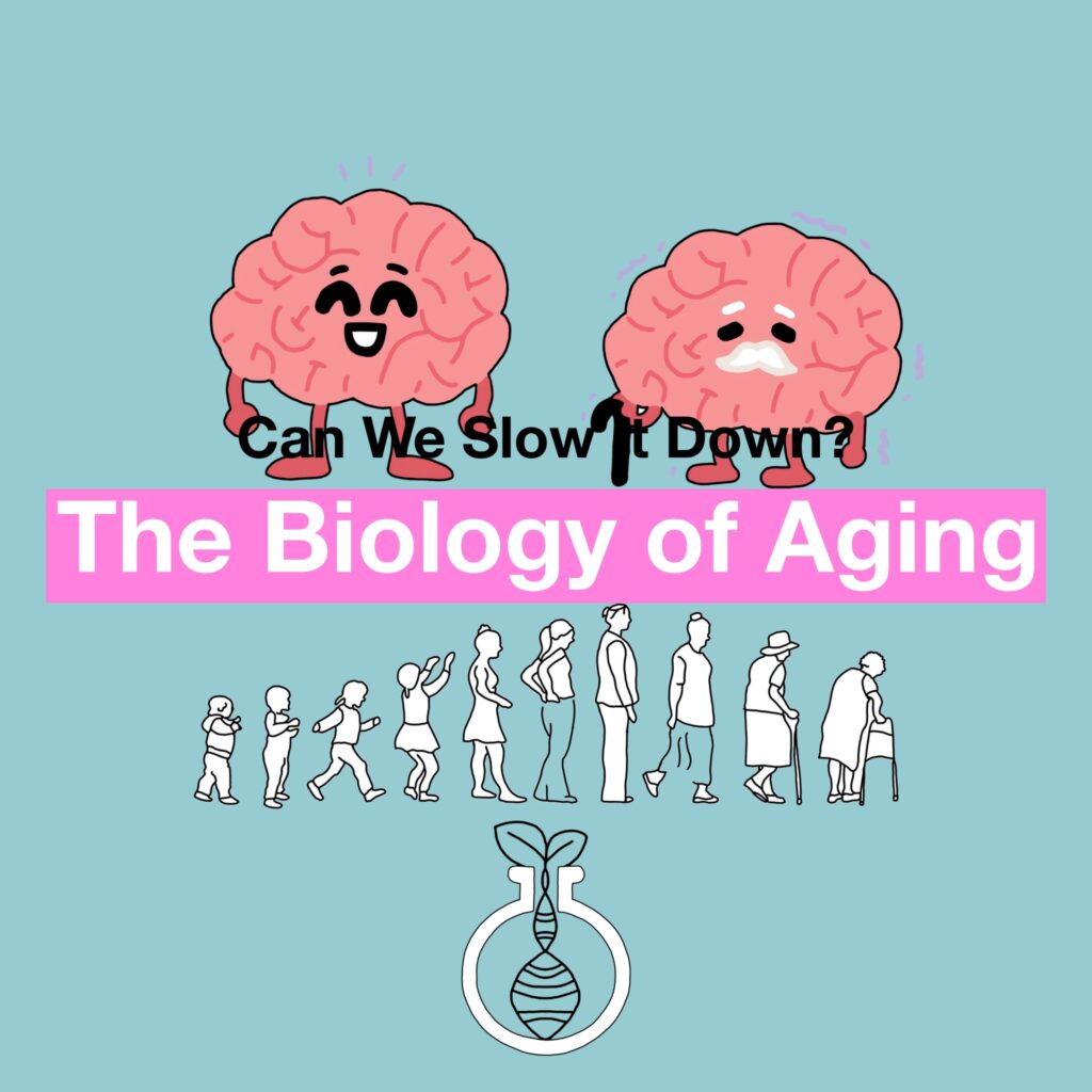 The Biology of Aging: Can We Slow It Down?