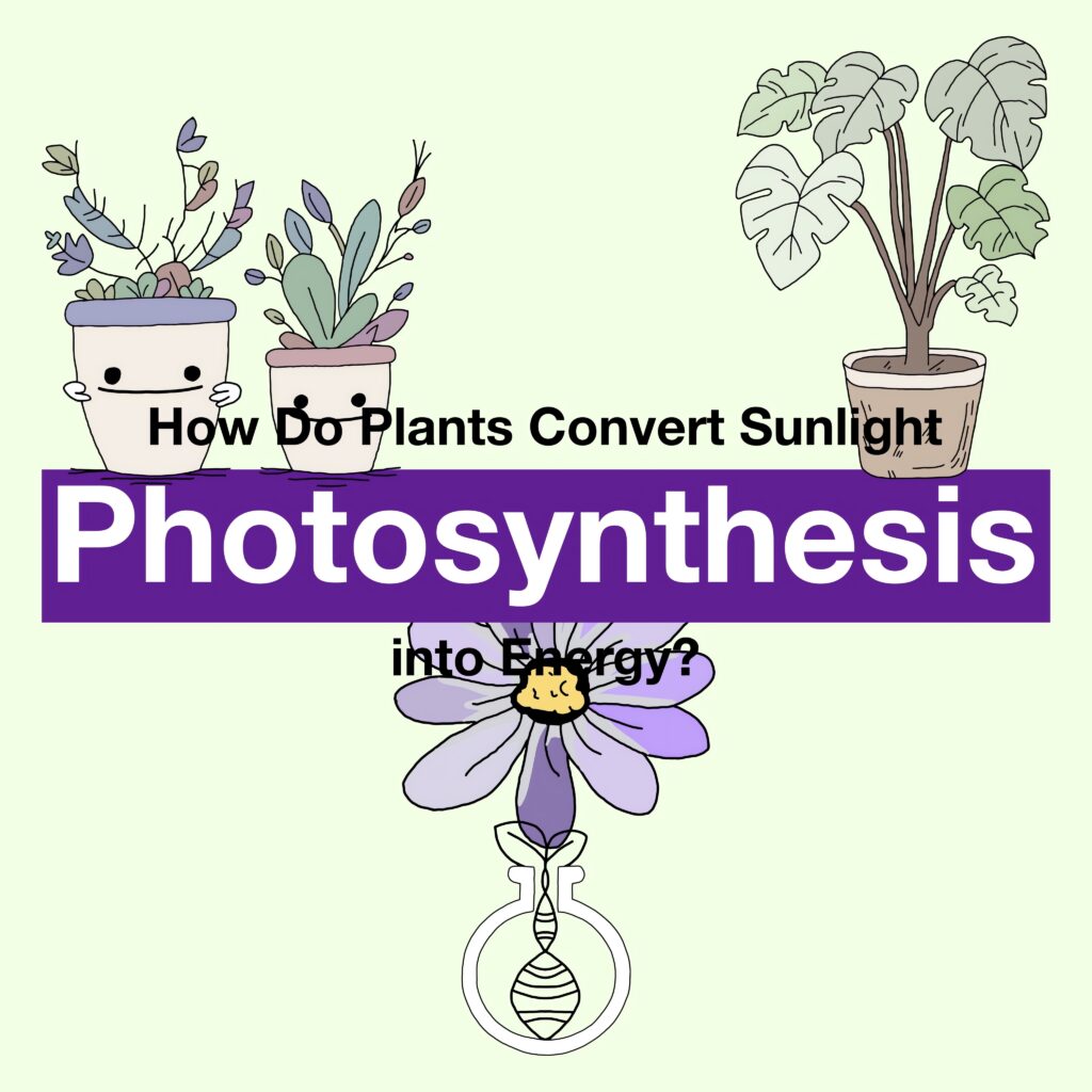 Photosynthesis Explained: How Do Plants Convert Sunlight into Energy? 