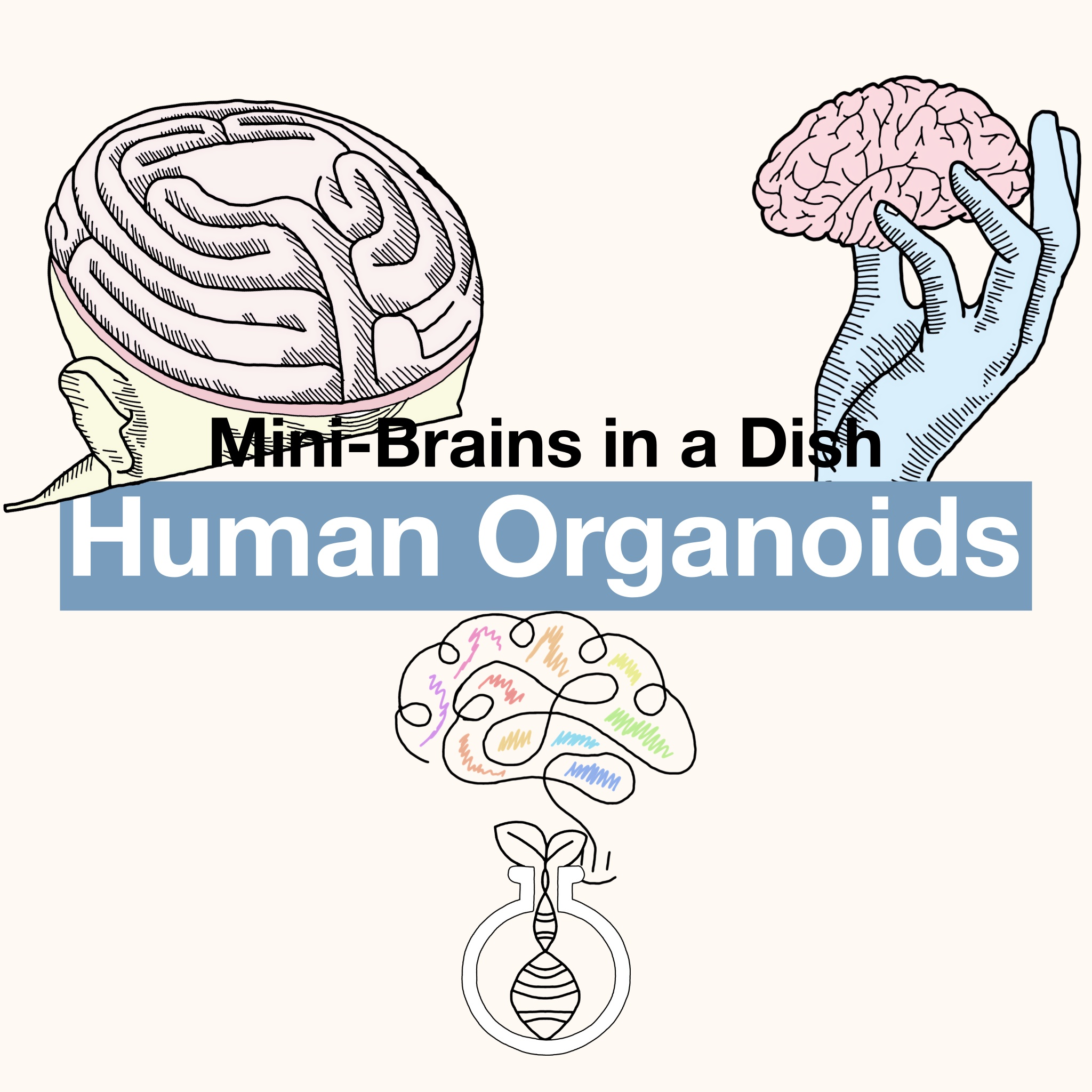 Human Organoids