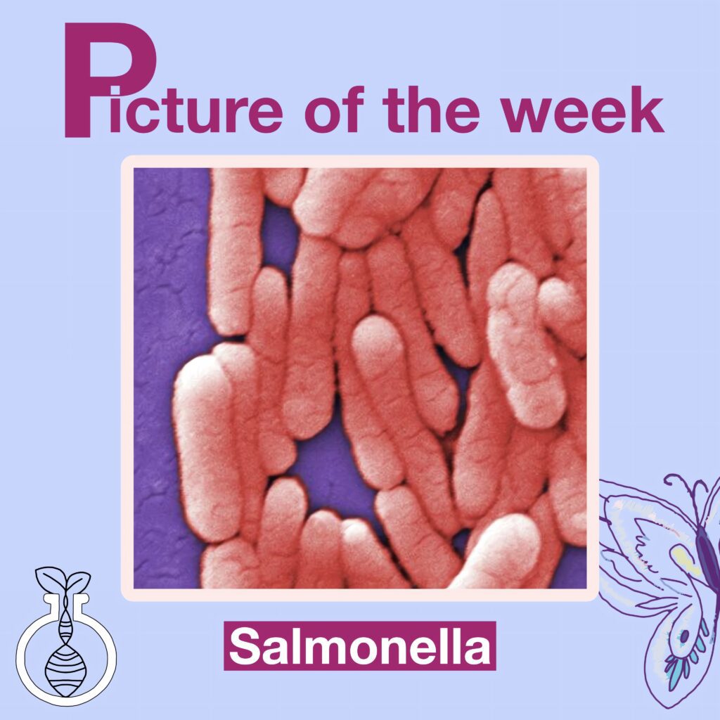 Salmonella