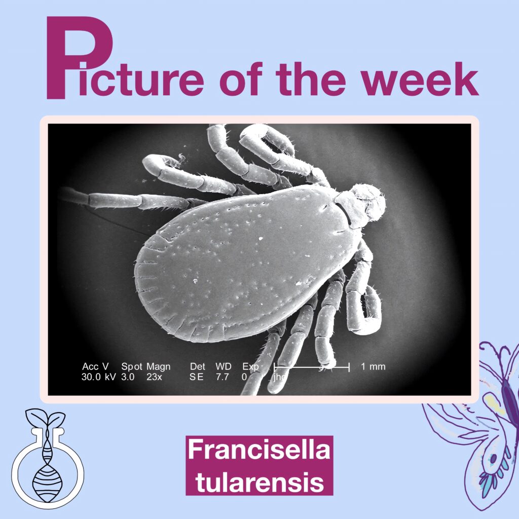 Francisella tularensis