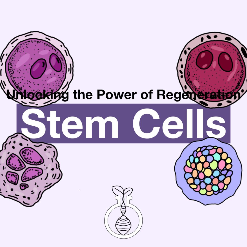 Stem Cells: Unlocking the Power of Regeneration