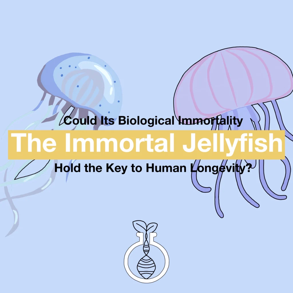 The Immortal Jellyfish: Could Its Biological Immortality Hold the Key to Human Longevity?