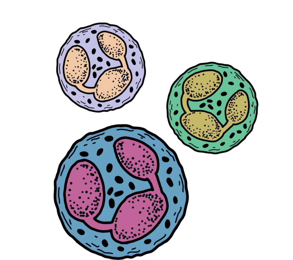 Three tumour cells with multiple nucleus