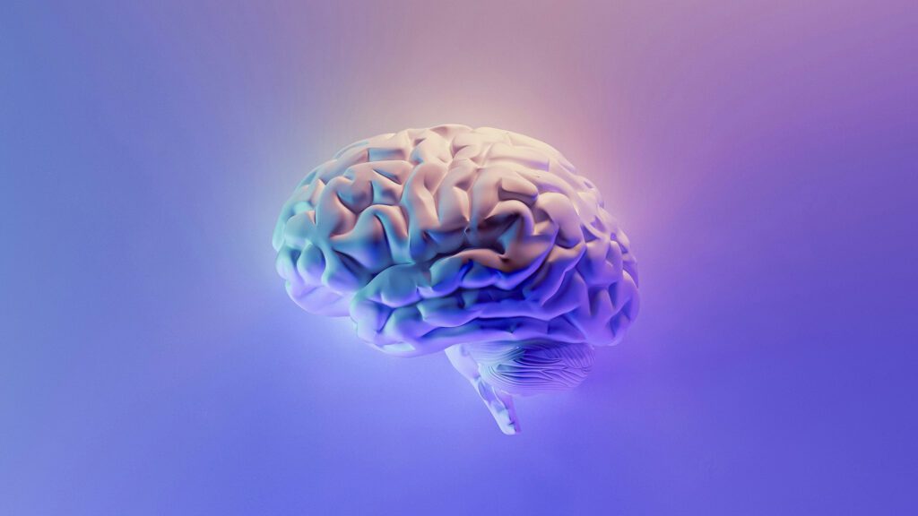 Brain 3D illustration 